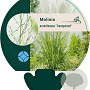 Molinia arund. 'Transparent' GM P9