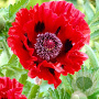 Papaver or. 'Brilliant' GM P9 BIO