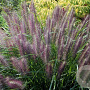 Pennisetum al. 'Redhead' GM P9 BIO