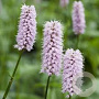 Persicaria bistorta GM P9 BIO