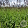 Molinia caerulea 'Black Arrows' GM P9
