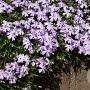 Phlox (S) 'Emerald Cushion Blue' GM P9 BIO