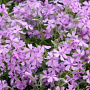 Phlox (S) 'Moerheimii' GM P9 BIO