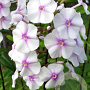 Phlox (M) 'Omega' GM P9 BIO