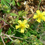 Potentilla argentea GM P9 BIO