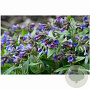 Pulmonaria angustifolia GM P9 BIO
