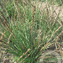 Molinia caerulea 'Igel' GM P9