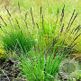 Molinia caerulea 'JS Aha Erlebnis' GM P9
