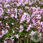 Saponaria lempergii 'Max Frei' GM P9 BIO