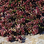 Sedum album 'Murale' GM P9 BIO