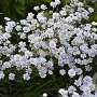 Aster ptarmicoides GM P9 BIO