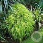 Molinia caerulea 'Torch' GM P9