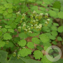 Thalictrum minus GM P9 BIO