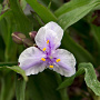 Tradescantia 'Bilberry Ice' GM P9 BIO