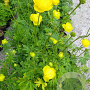 Trollius europaeus GM P9 BIO