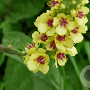 Verbascum nigrum GM P9 BIO