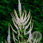 Veronicastrum virginicum GM P9 BIO