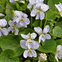 Viola sororia 'Freckles' GM P9 BIO