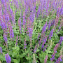 SALVIA NEMOROSA 'TÄNZERIN' GM P9 BIO