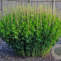 Baptisia australis 'Twilight Prairieblues' GM P9 BIO