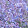 Nepeta racemosa 'Little Titch' GM P9