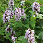 Nepeta subsessilis 'Sweet Dreams' GM P9