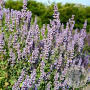 Nepeta 'Veluw's Blauwtje' GM P9