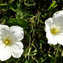 Nierembergia repens GM P9
