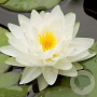Nymphaea 'Marliacea Albida' GM  P11