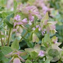 Origanum 'Dingle Fairy' GM P9