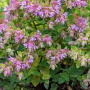 Origanum 'Dingle Fairy' GM P9
