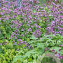 Origanum laevigatum 'Herrenhausen' GM P9