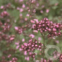 Origanum laevigatum 'Herrenhausen' GM P9
