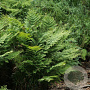 Osmunda regalis GM P9