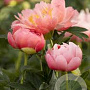 Paeonia (LD) 'Pink Hawaiian Coral' GM  P11