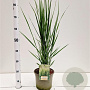 Panicum virgatum 'Northwind' 60-80 cm 4,0L