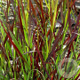 Panicum virgatum 'Sangria' GM P9