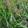 Panicum virgatum 'Squaw' 60-80 cm 4,0L