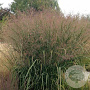 Panicum virgatum 'Thundercloud' GM P9