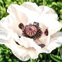 Papaver or. 'Royal Wedding' GM P9