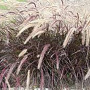 Pennisetum advena 'Rubrum' 25-30 cm 3,0L