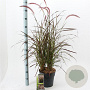 Pennisetum advena 'Rubrum' 30-40 cm 5,0L