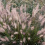 Pennisetum al. 'Cassian' GM P9