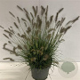 Pennisetum al. 'Hameln' 60-80 cm 12L