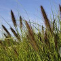 Pennisetum al. 'Kim's Nightmare' GM P9