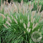 Pennisetum al. 'Magic' GM P9