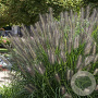 Pennisetum al. 'Moudry' GM C5