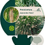 Pennisetum al. 'Reborn' GM P9