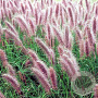 Pennisetum al. 'Redhead' GM P9
