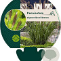 Pennisetum alopecuroides viridesc. GM P9